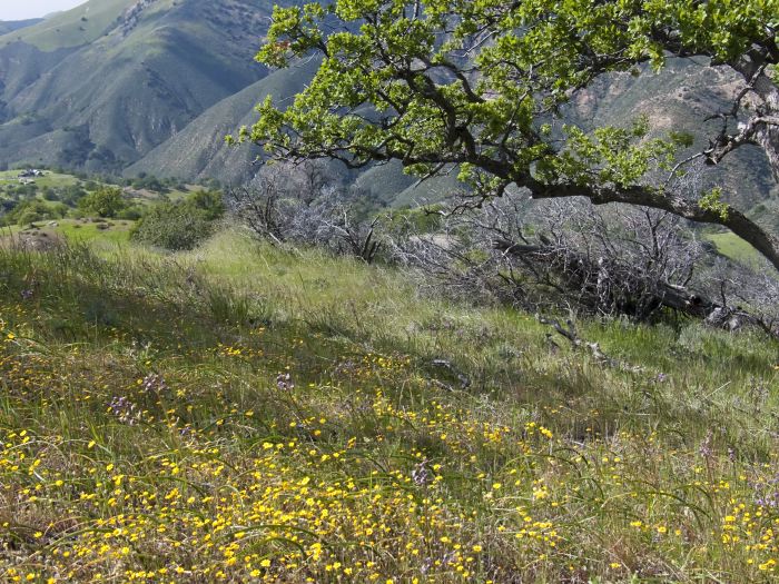 field mountain branches