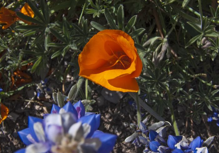 field flower plant lupine plant poppy