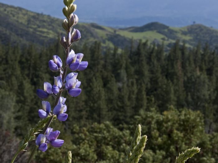 field mountain flower plant lupine