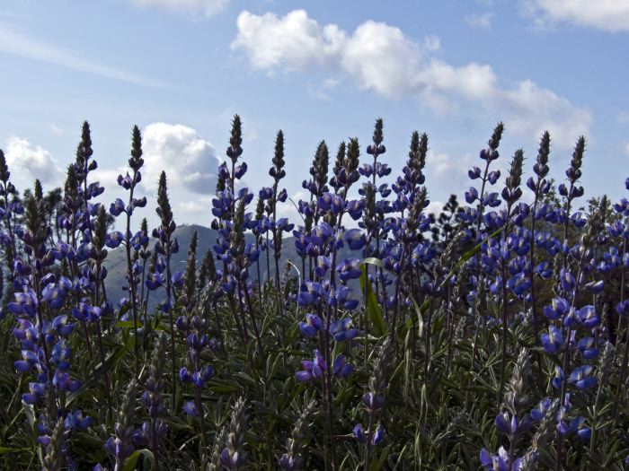 field mountain flower plant lupine