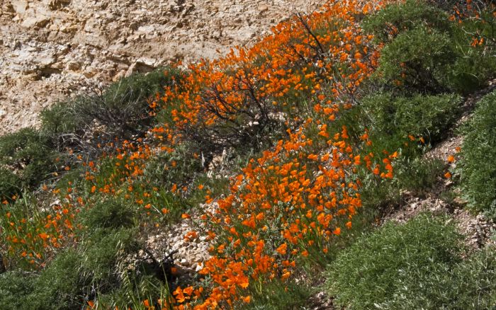 rock plant poppy