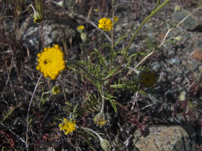  flower plant uncertain