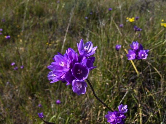 field flower plant blue dicks