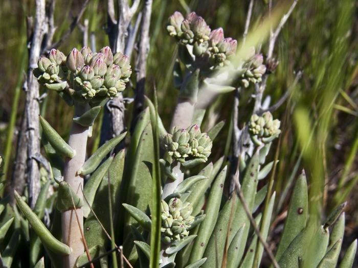  flower leaf plant dudleya