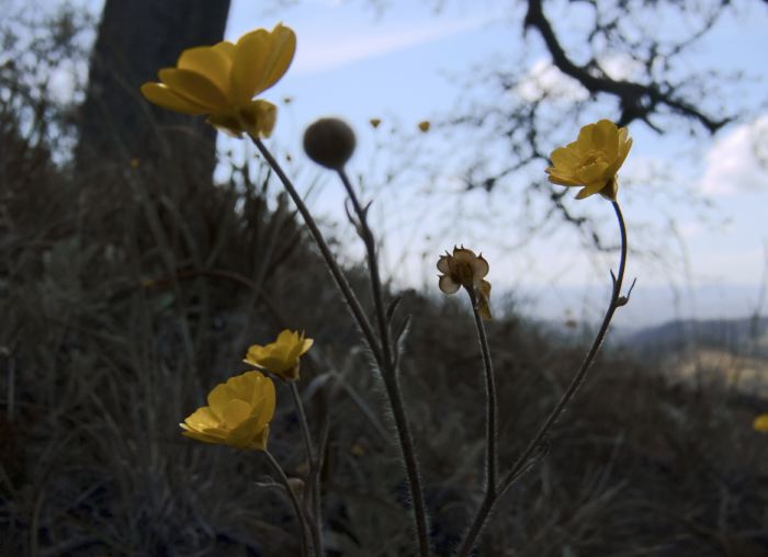 field flower plant buttercup