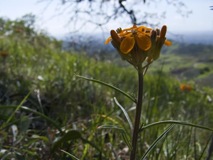 field flower plant wallflower