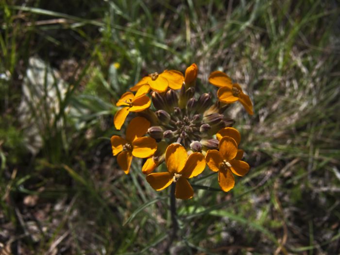 field flower plant wallflower