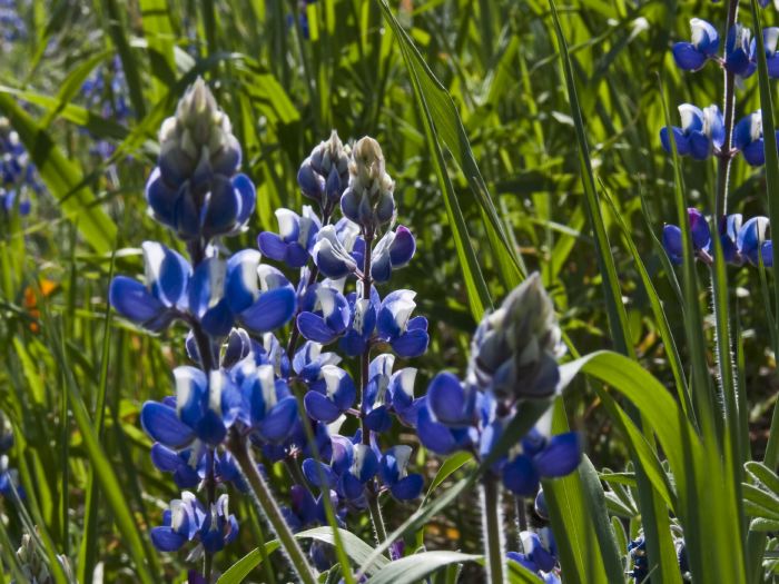 field flower plant grass plant lupine