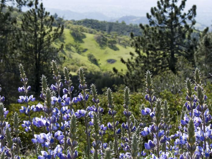 field mountain flower plant pine plant lupine