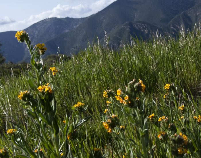 mountain field flower plant fiddleneck (amsinckia) plant grass