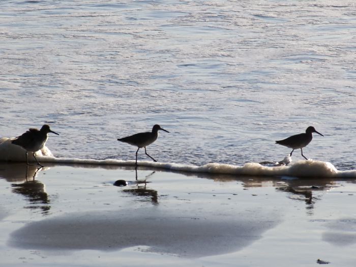 sea bird waterbird