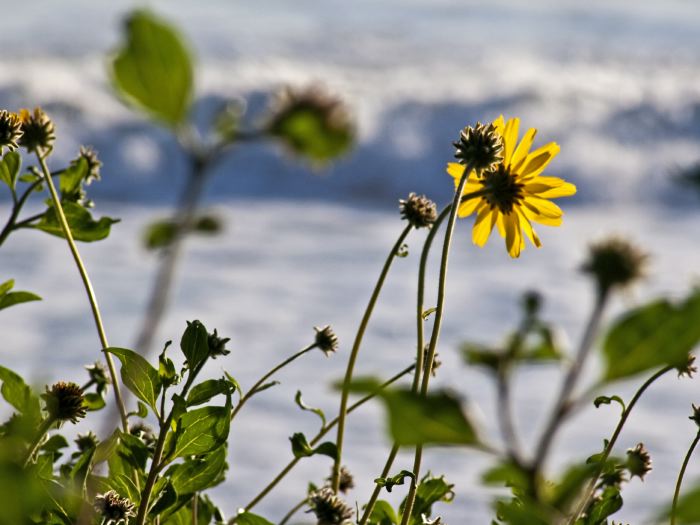 sea flower plant daisy