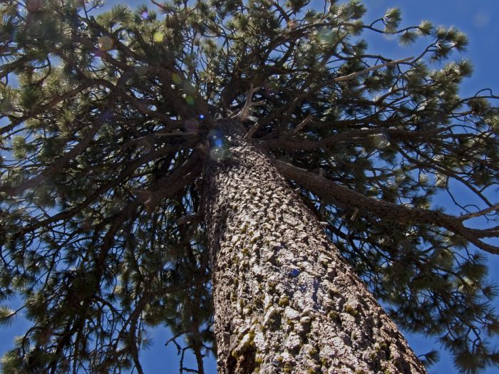 mountain woods desert agriculture branches plant pine