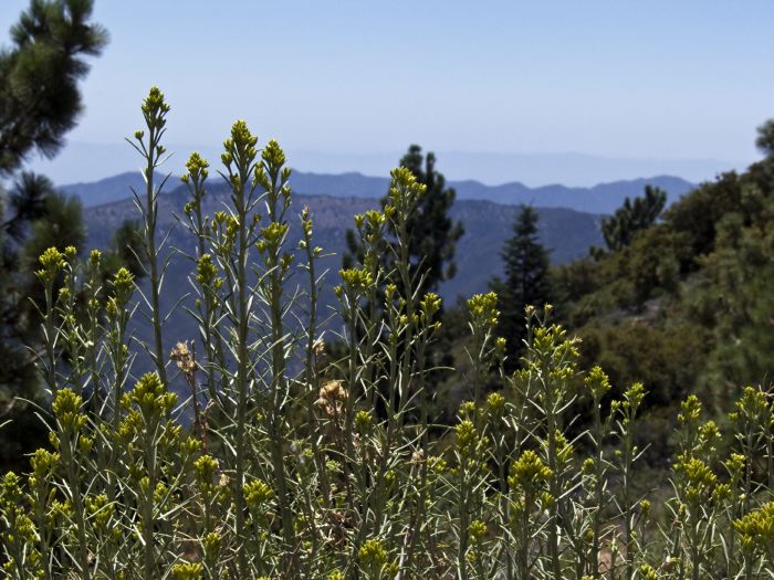 woods mountain plant uncertain