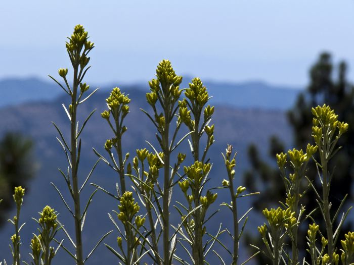 woods mountain plant uncertain