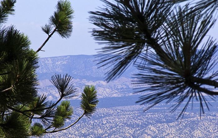 woods mountain desert branches plant pine