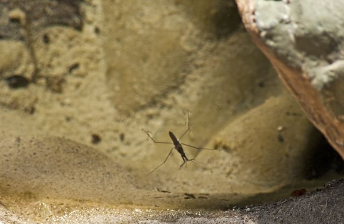 rock river insect water skimmer