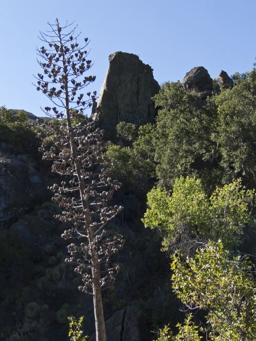 woods rock dry plant cactus yucca