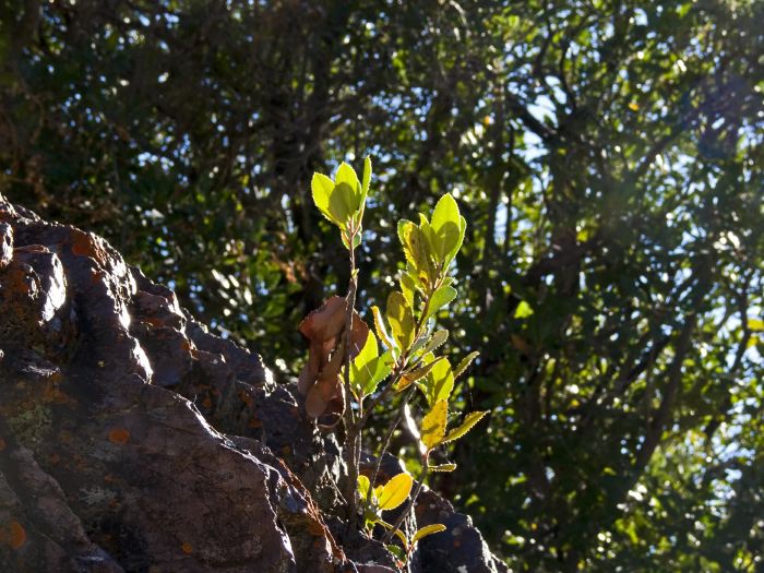 rock woods leaf plant toyon