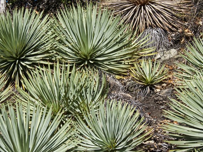 desert plant cactus yucca