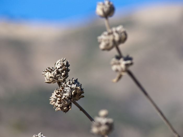  dry plant sage