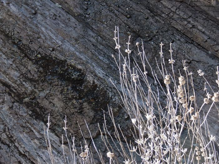 rock dry plant sage