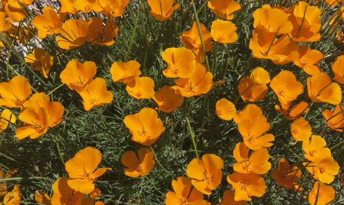  flower plant poppy