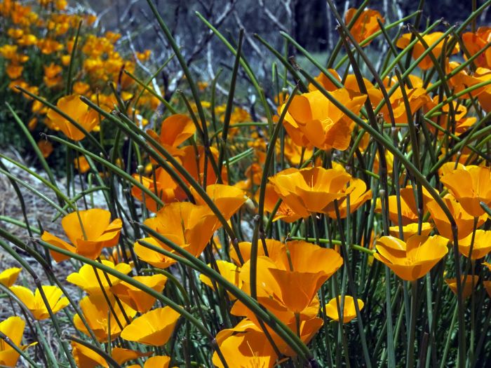 field flower plant poppy