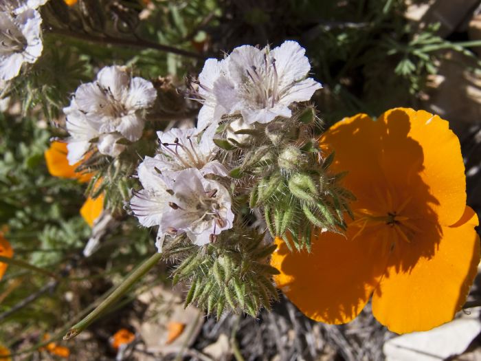  flower plant pink plant poppy