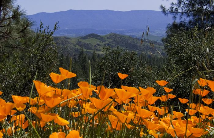 mountain woods flower plant poppy