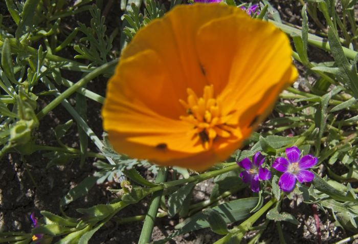  flower plant calandrinia (red maids) plant poppy