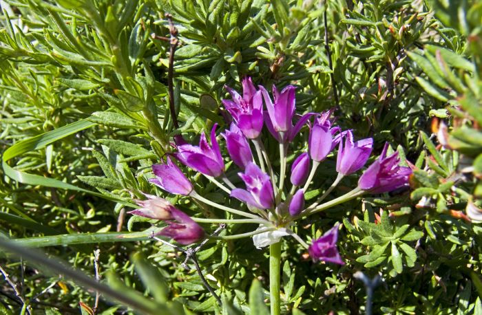  flower plant allium