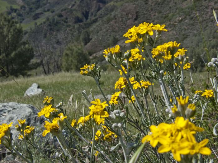 field flower plant lasthenia (goldfields)