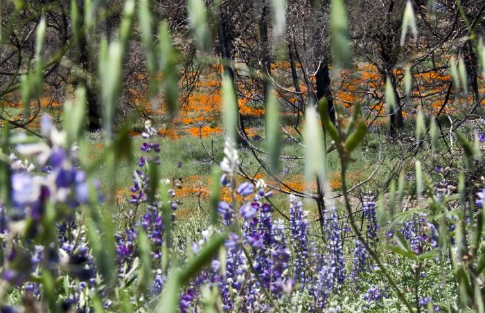 field woods flower plant lupine plant poppy