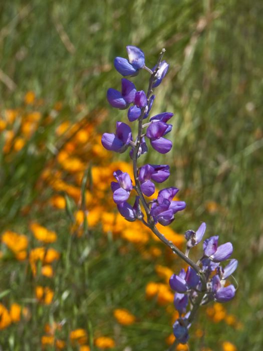 field flower plant lupine plant poppy