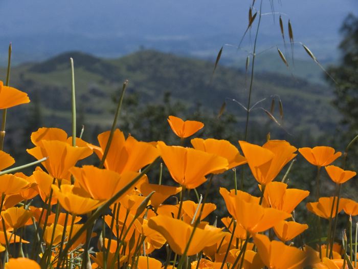 mountain flower plant poppy