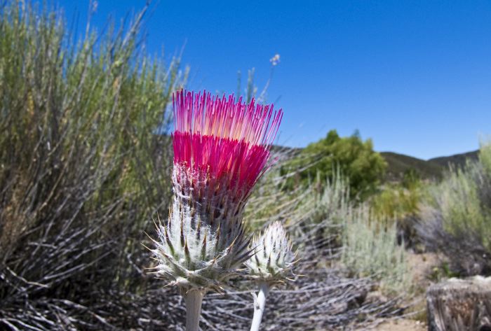 field flower plant thistle