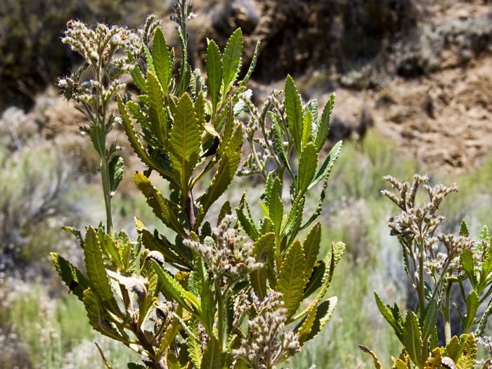 desert flower leaf plant sage