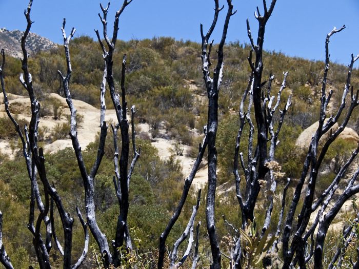 desert branches dry