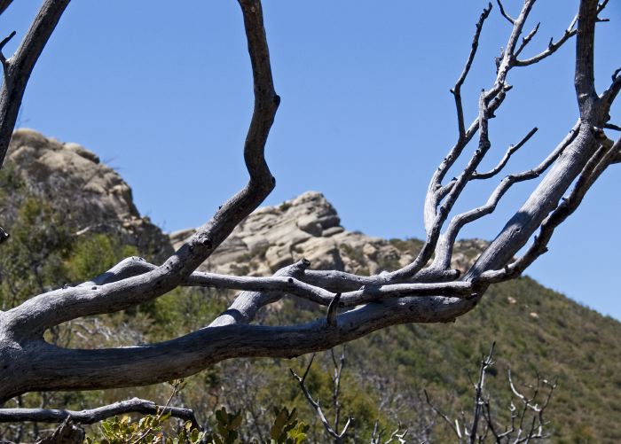 rock mountain branches