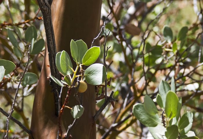  bark leaf plant manzanita