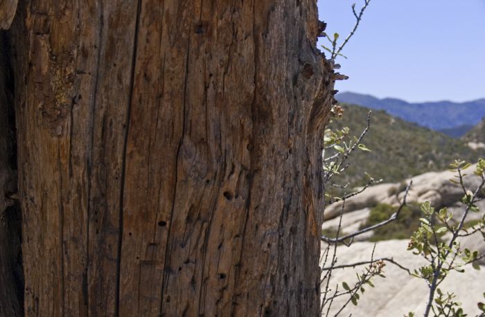 rock mountain bark