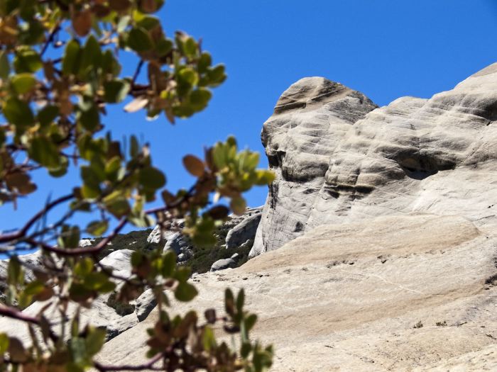 rock leaf plant manzanita