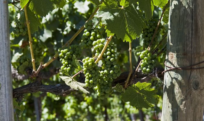 agriculture fruit leaf plant grapevine