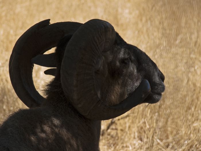 field animal goat