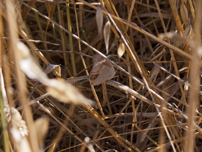 field plant grass insect butterfly