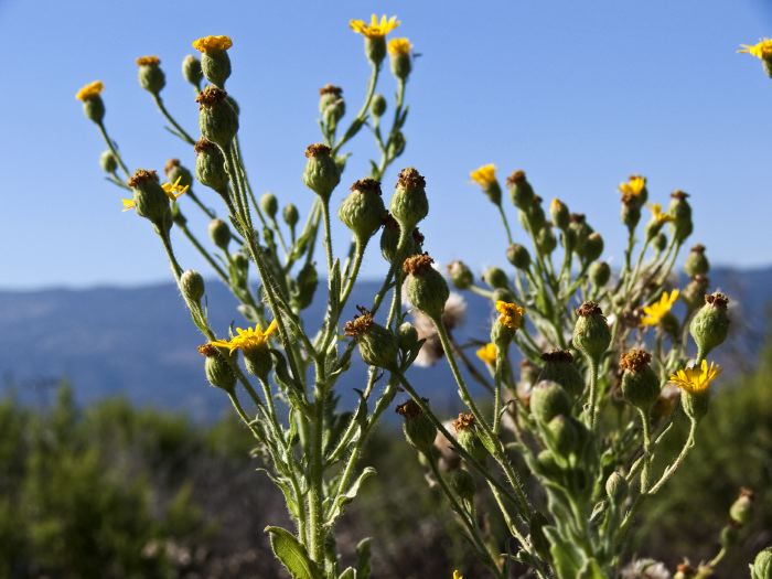 field mountain flower plant tarplant