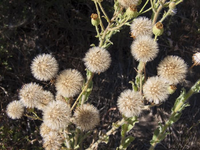 field dry plant tarplant