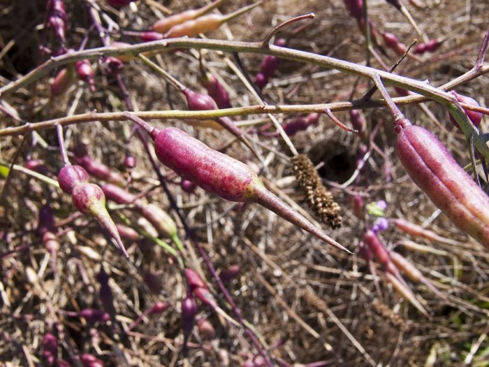 field seed pod plant wild radish