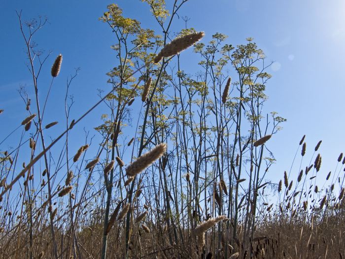 field flower stem plant fennel